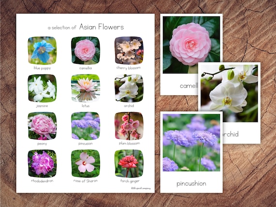 Asian Flowers Pack With Extension - Etsy