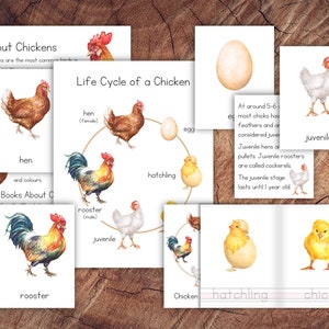 Life Cycle of a Chicken Pack image 1