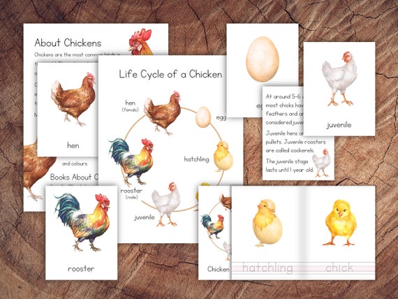 Life Cycle Of A Chicken Poster