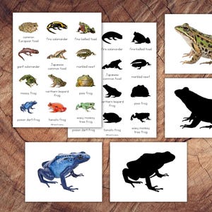 Puede incluir: Un conjunto de tarjetas educativas con varias especies de ranas y salamandras. Las tarjetas muestran ilustraciones coloridas y siluetas de diferentes anfibios, incluyendo ranas venenosas y salamandras de fuego, con sus nombres comunes.