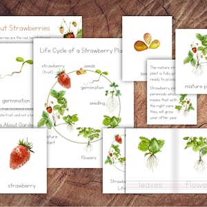 Cycle de vie d'un paquet de fraises