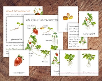 Life Cycle of a Strawberry Plant Pack
