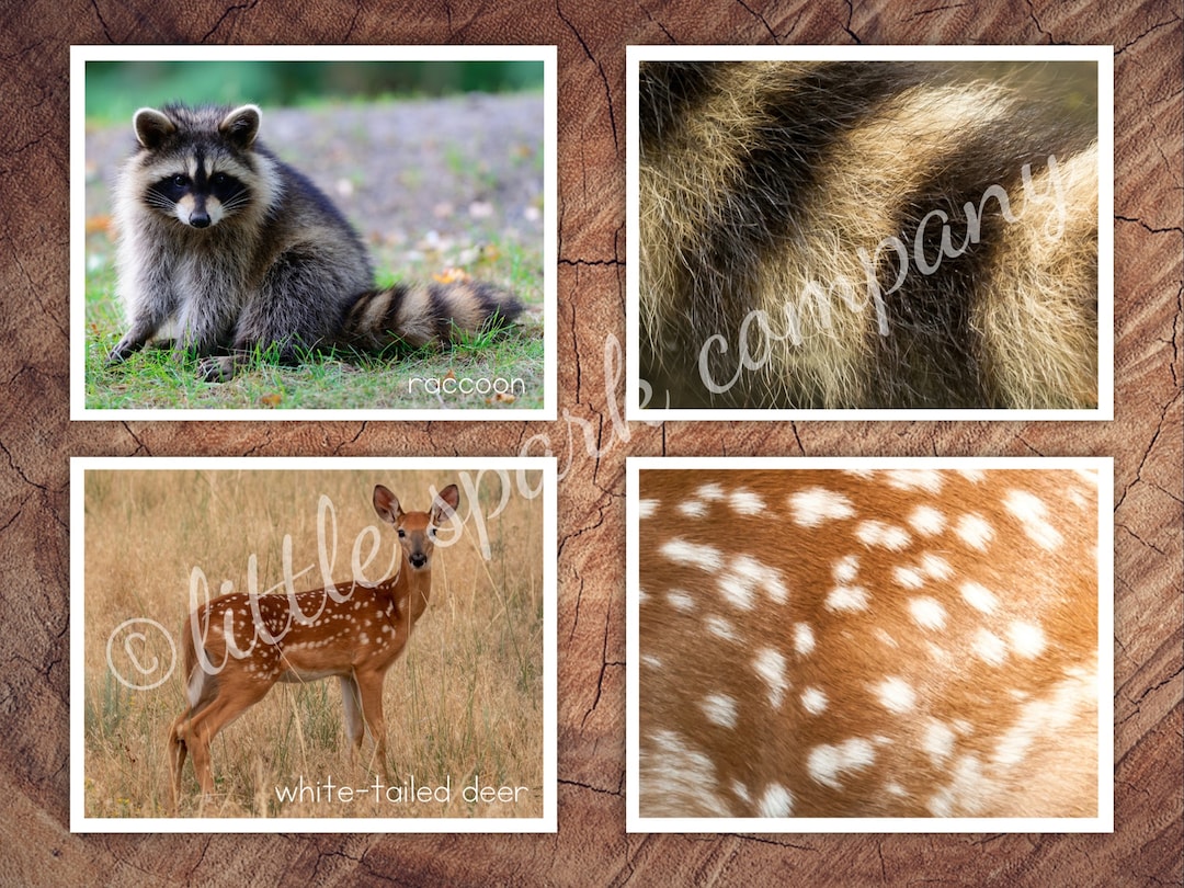 North American Animals Fur, Skin Pattern Matching, Toddler Preschool ...