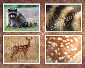 North American Animals Fur, Skin Pattern Matching, Toddler Preschool Activity