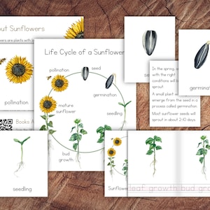 Ciclo di vita di un pacchetto di girasoli