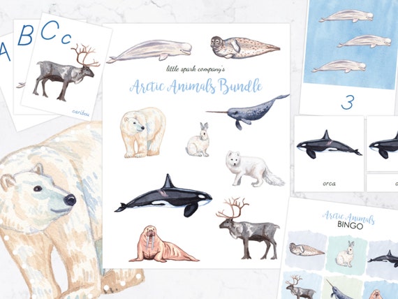 Arctic Animals Bundle Preschool Literacy Math DIGITAL