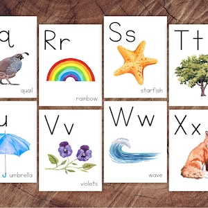 May include: Alphabet flash cards with illustrations for each letter. The letters are printed in black and the illustrations are in watercolor. The letters are Q, R, S, T, U, V, W, and X. The illustrations are a quail, a rainbow, a starfish, a tree, an umbrella, violets, a wave, and a fox.