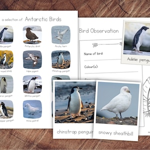 Antarctic Birds Pack with Extension