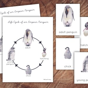 Playful Penguins Bundle, Homeschool Printable - Etsy