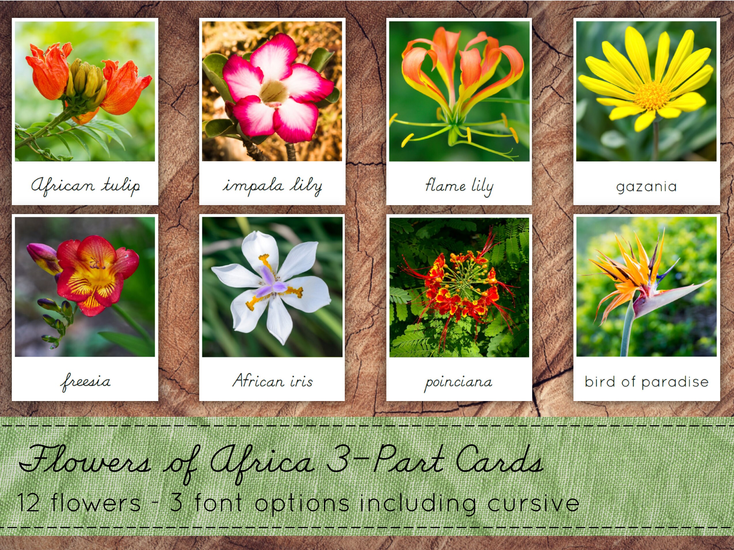 African Flowers 3 Part Cards Montessori Nomenclature Cards Etsy Denmark
