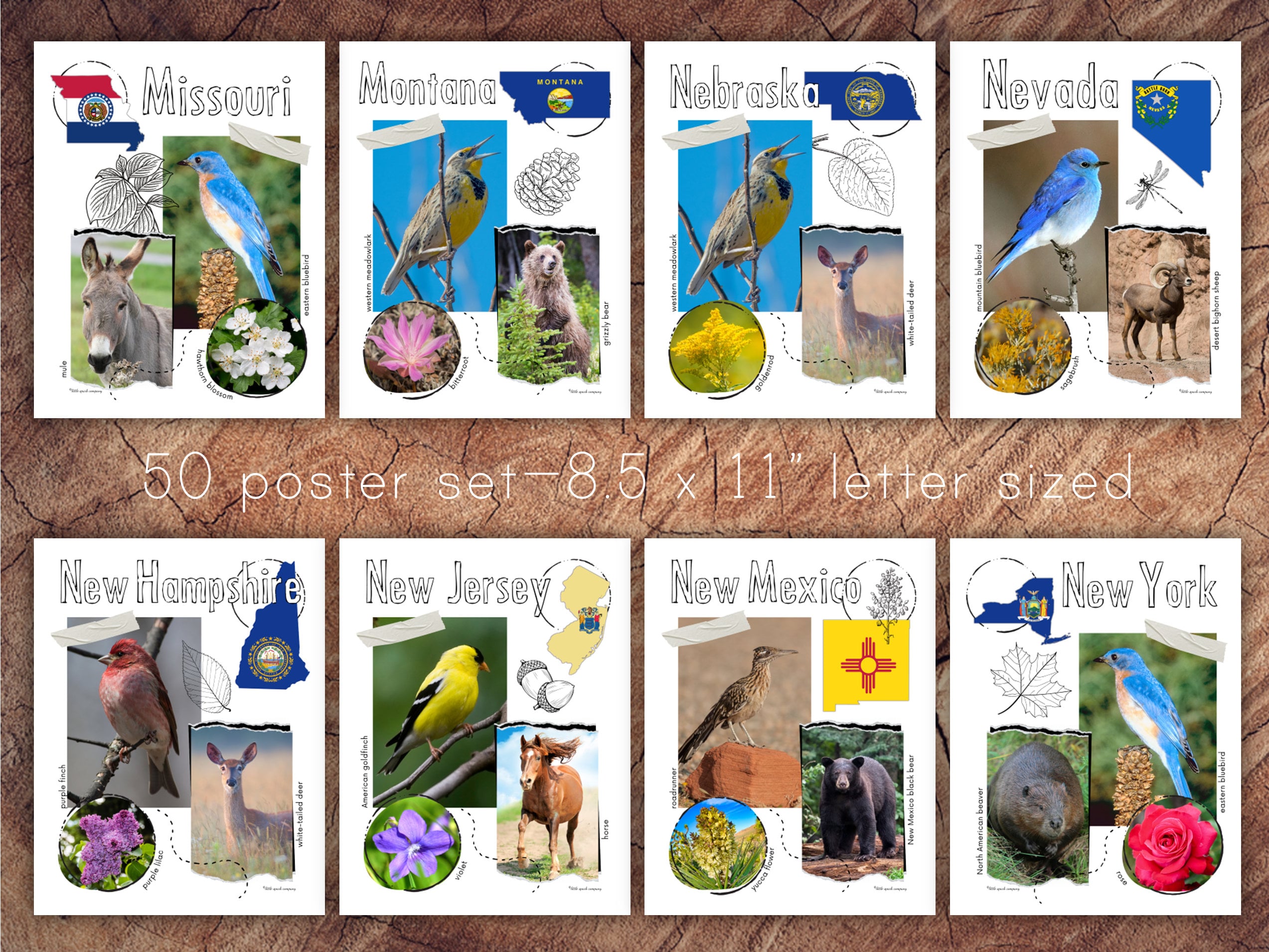 US States Poster Set , Homeschool Geography - Etsy