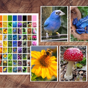 Il set di classificazione dei colori BIG Colors in Nature
