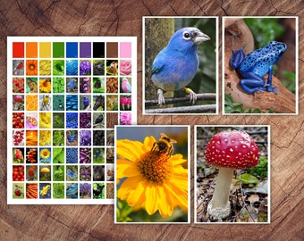 The BIG Colours in Nature Colour Sorting Set