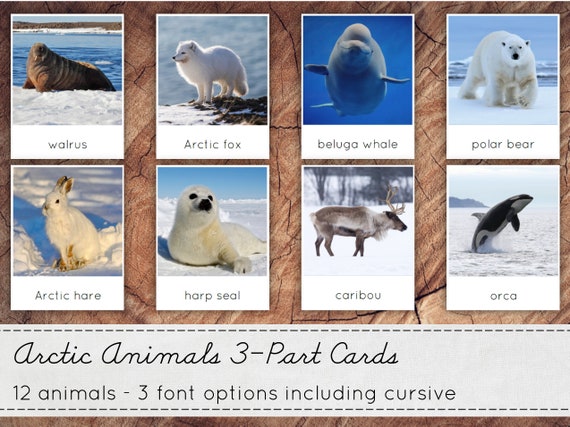 Montessori Common Pets 3 Part Cards with Miniatures 