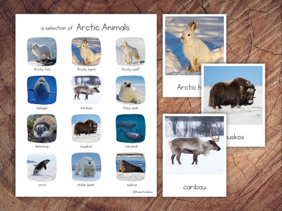 Arctic Animals Pack With Extension - Etsy Canada