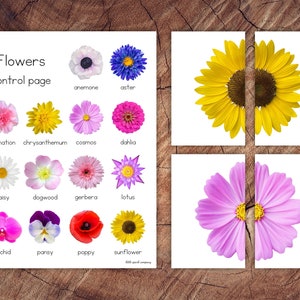 Flower Symmetry Puzzles, Matching Cards, Toddler Preschool Activity