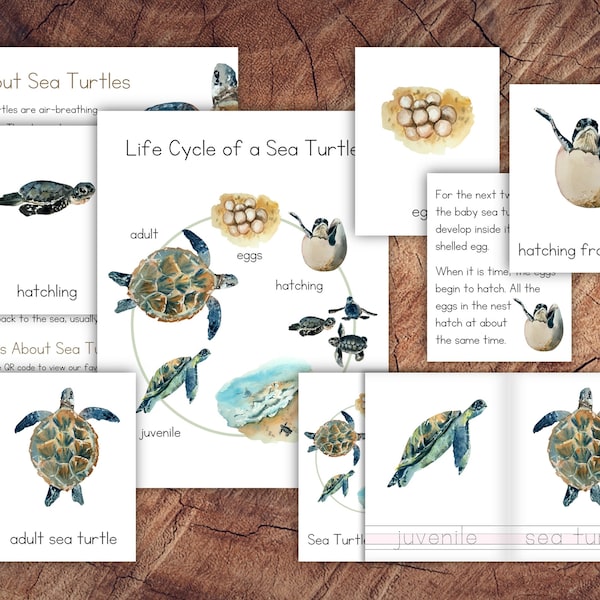 Life Cycle of a Sea Turtle Pack