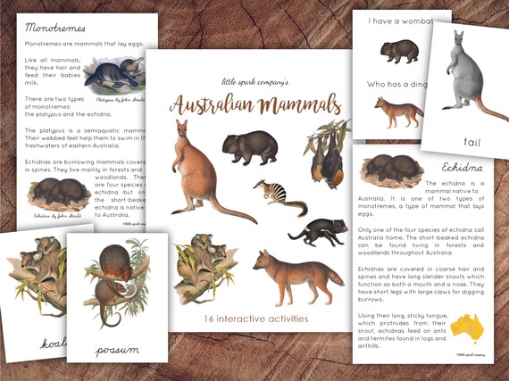 Australian Mammals Bundle Homeschool Printable - Etsy New Zealand Australian Mammals Bundle Homeschool Printable - Etsy New Zealand