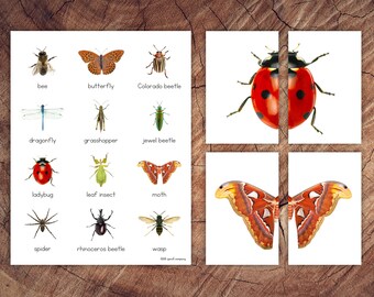 Insect Symmetry Puzzles, Matching Cards, Toddler Preschool Activity