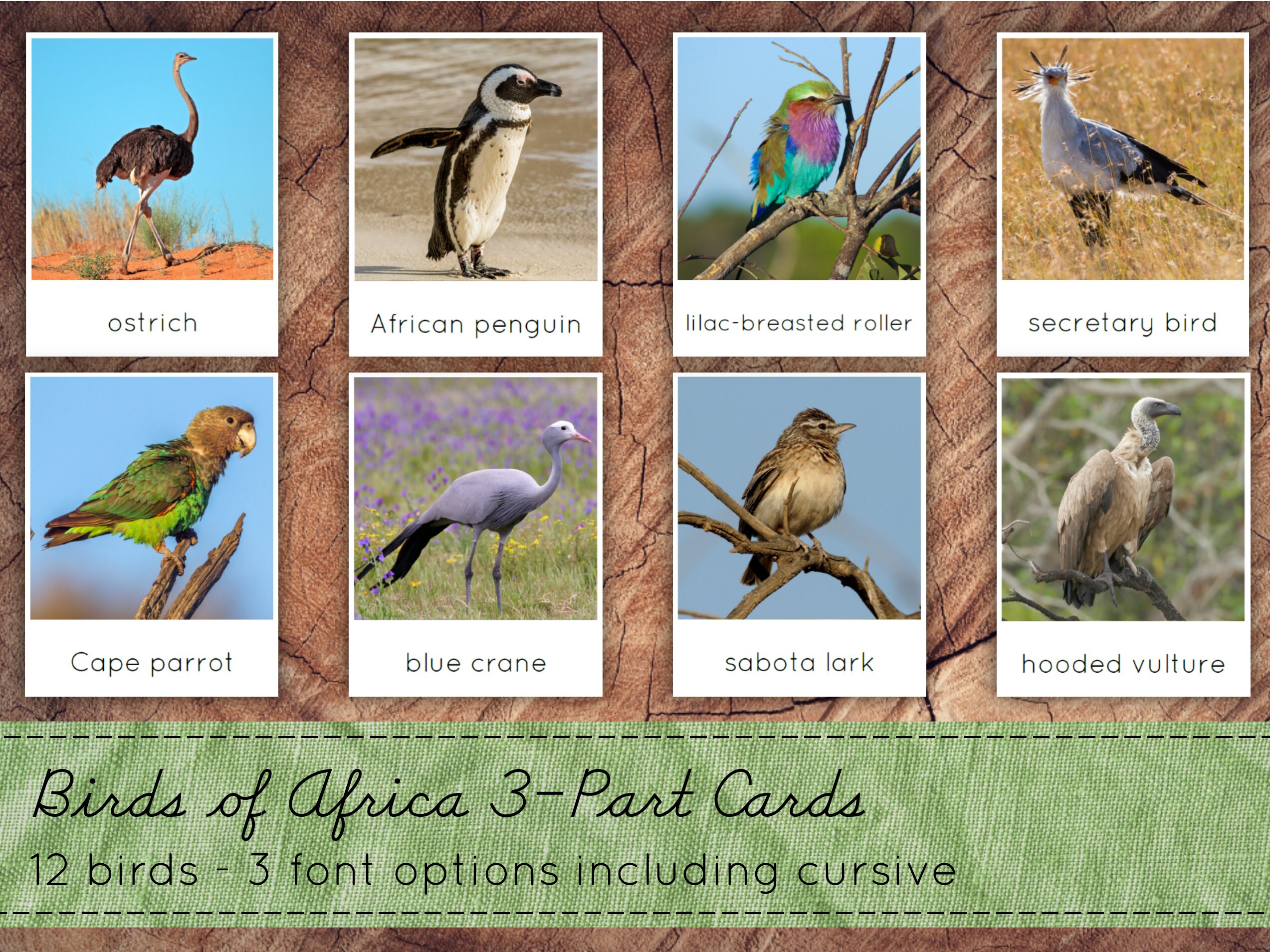African Birds 3-Part Cards Montessori Nomenclature Cards | Etsy