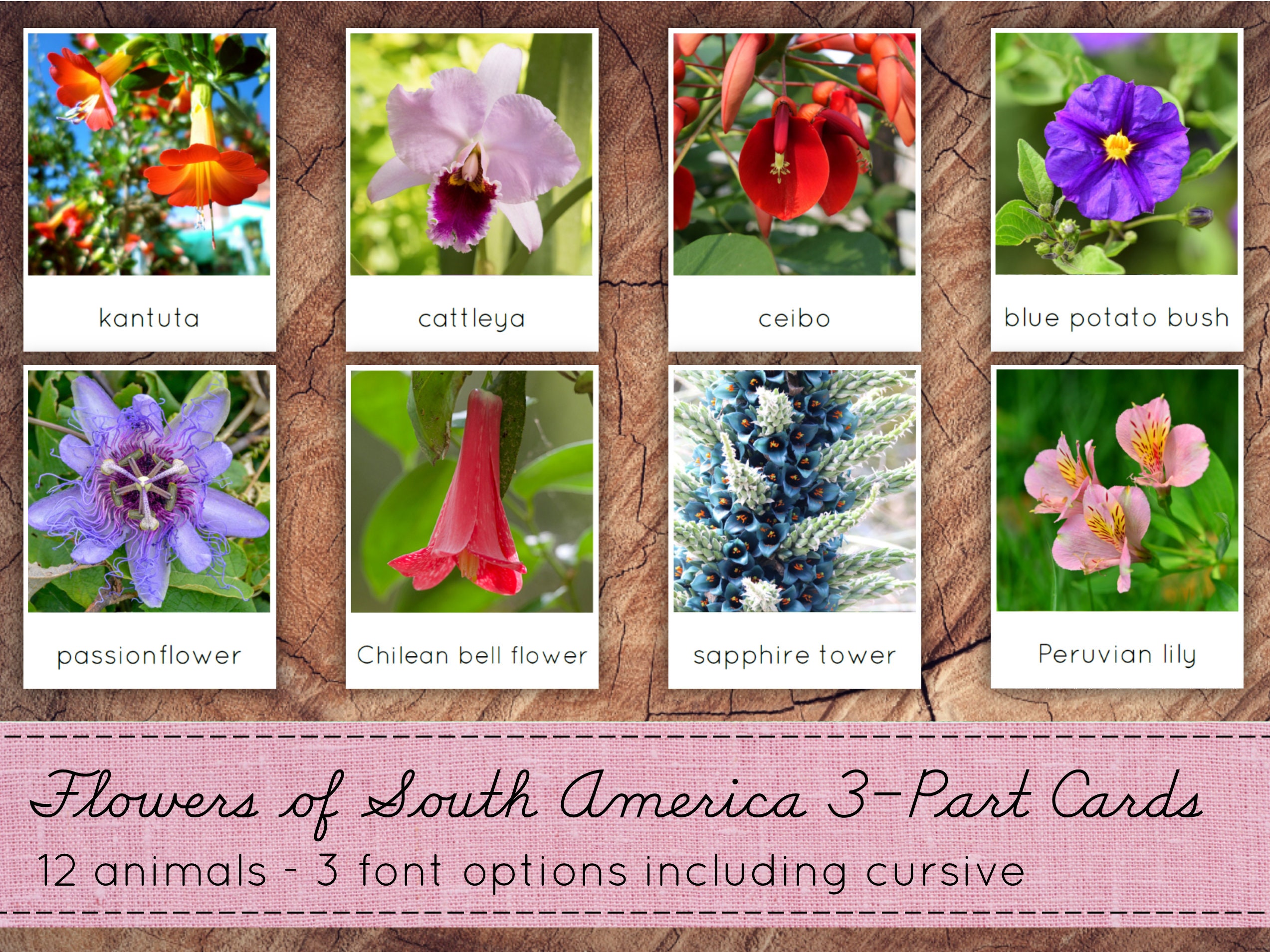South American Flowers 3Part Cards Montessori Nomenclature Etsy