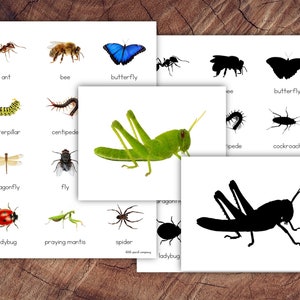 Insekten Bild Passende Karten, Silhouette Matching, Kleinkind Vorschulaktivität