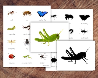 Insects Picture Matching Cards, Silhouette Matching, Toddler Preschool Activity