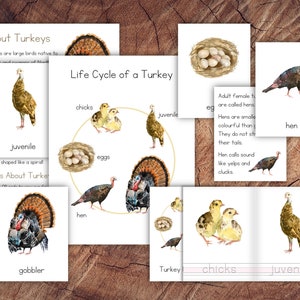 Life Cycle of a Turkey Pack