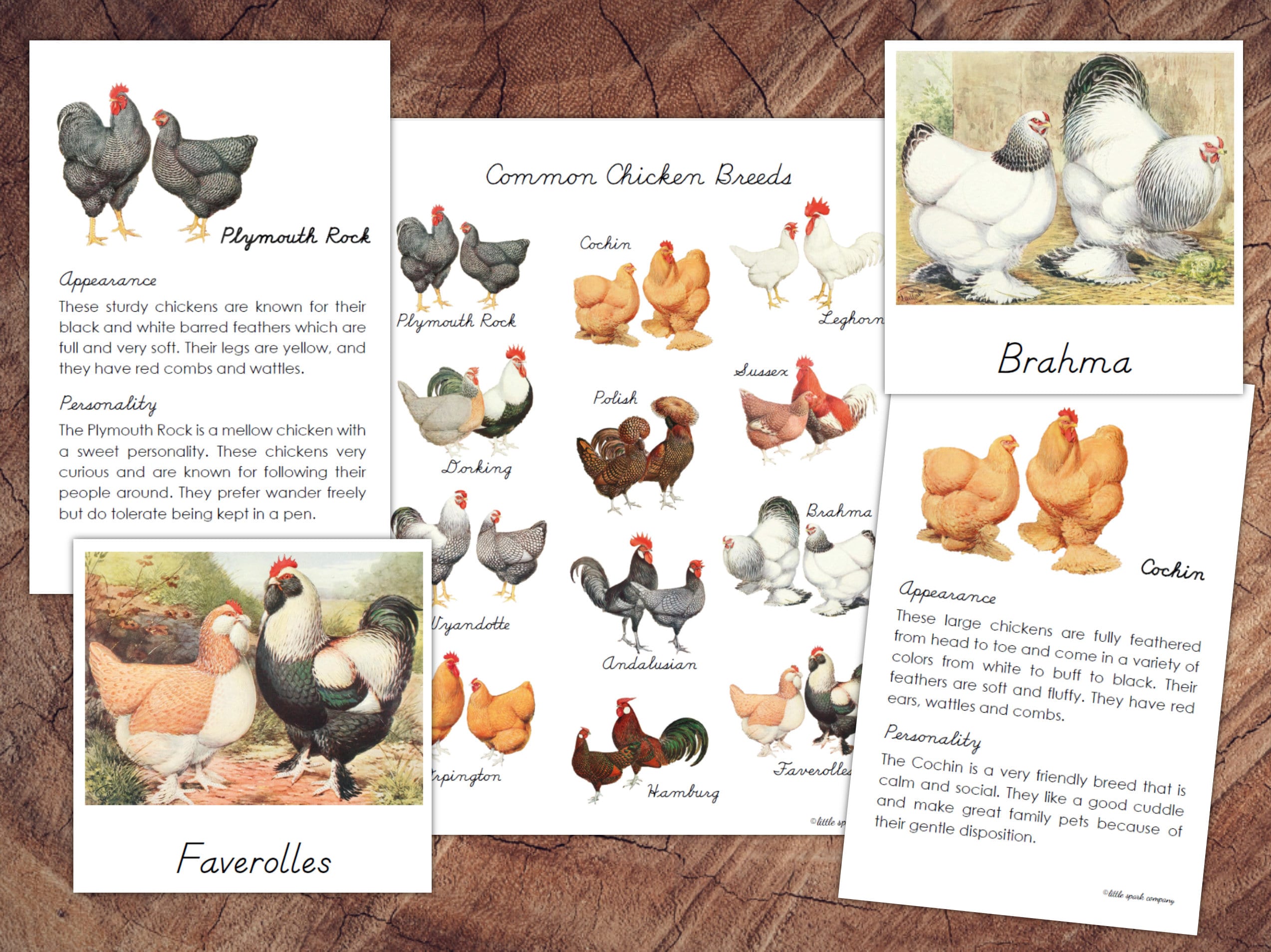 Chickens Bundle、幼児向け読み書き、算数 デジタルダウンロード