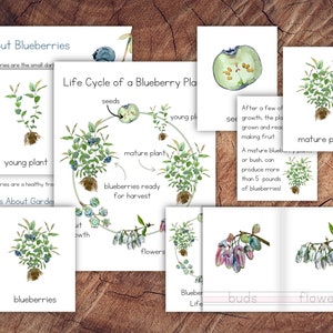 Cycle de vie d'un pack de plants de bleuets