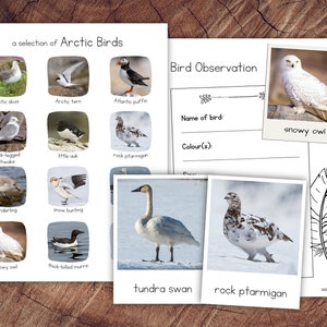 以下が含まれることがあります： 子供たちが北極の鳥について学ぶための印刷可能なワークシート。ワークシートには、北極の鳥とその名前、雪のフクロウの画像が載った鳥の観察シート、羽根の塗り絵ページが掲載されています。
