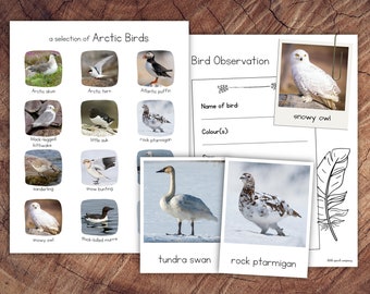 Arctic Birds Pack with Extension