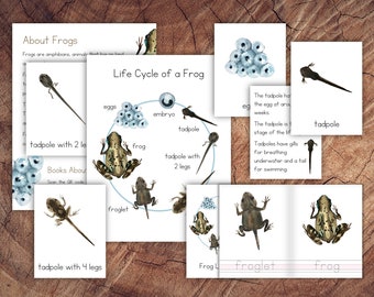 Life Cycle of a Frog Pack