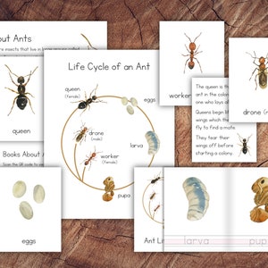 Life Cycle of an Ant Pack