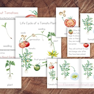 Pack Ciclo de Vida de una Planta de Tomate