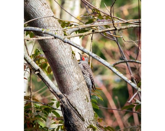 Print • "Kaleidoscopic", Northern Flicker, PNW, Oregon, Bird Photography, Birding