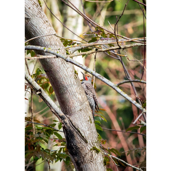 Print • "Kaleidoscopic", Northern Flicker, PNW, Oregon, Bird Photography, Birding