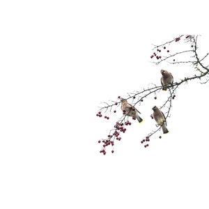 Print • "Three Musketeers", Cedar Waxwing, PNW, Oregon, Winter, Berries, Bird Photography