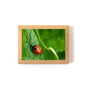 Jeu de cartes (8 cartes + enveloppes incluses) • Tomate cerise, photographie de la nature, coccinelle, plantes, blanc à l'intérieur