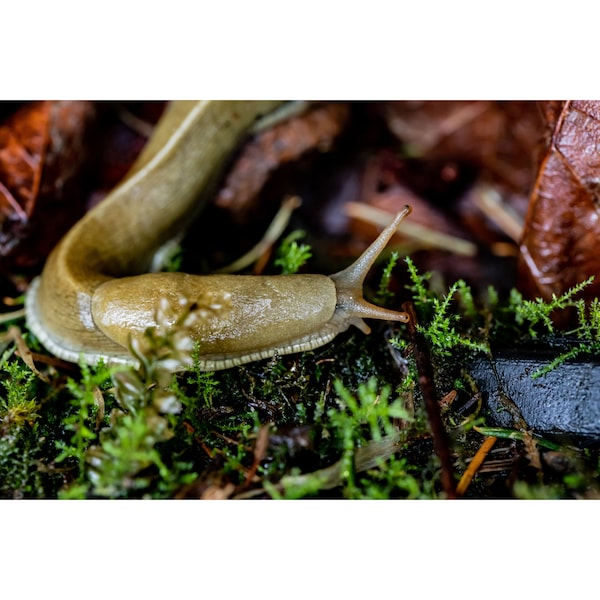 Print • Banana Slug, Forest, Insects, PNW, Oregon, Macro Photography