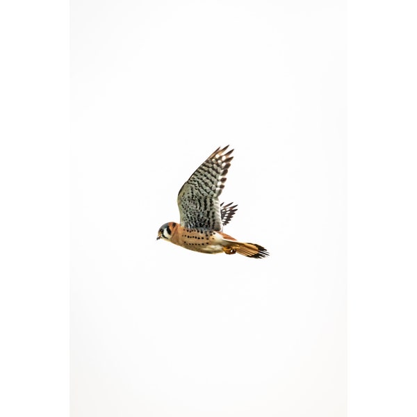 Print • American Kestrel, PNW, Oregon, Bird Photography
