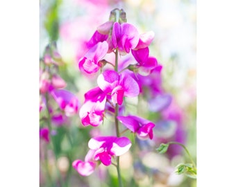 Print • Sweet Pea Pastels, Floral, PNW, Macro Photography