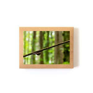 Juego de tarjetas (8 tarjetas + sobres incluidos) • Aguanta, Caracoles, Fotografía de la naturaleza, Fotografía del Noroeste del Pacífico, Interior en blanco