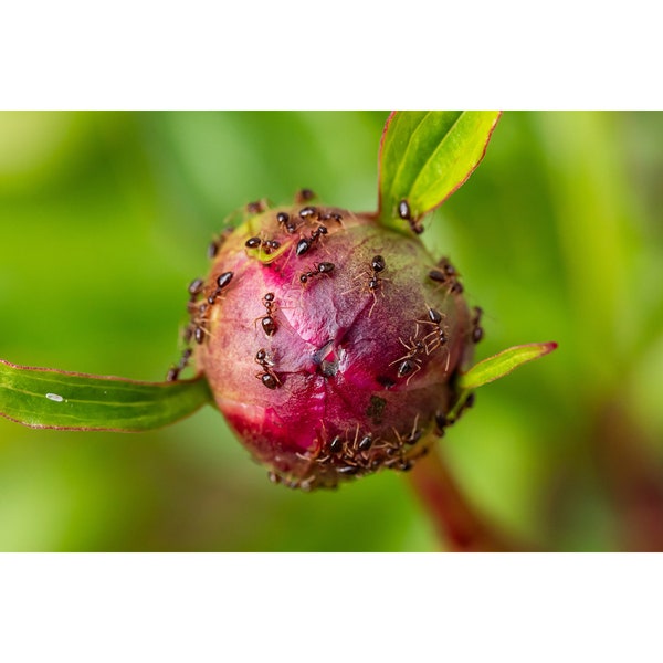 Print • "Synergy", Peonies, Insects, Ants, Garden, Macro Photography, PNW