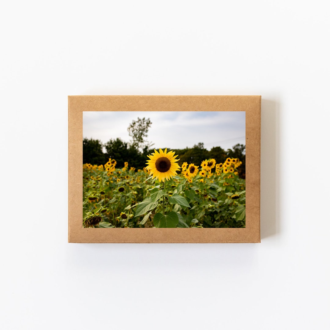 Card Set (8 Cards + Envelopes Included) • Sunflower Fields, Nature ...