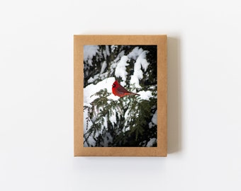 Card Set (8 Cards + Envelopes Included) • Snowy Cardinal, Nature Photography, Northern Cardinal, Winter Photography, Holiday, Blank Inside