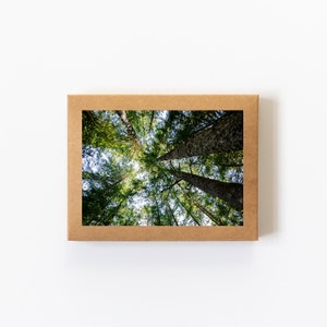 Card Set (8 Cards + Envelopes Included) • PNW Views, Nature Photography, Tree Photography, Blank Inside