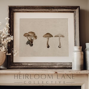 Vintage Mushroom Study Instant Digital Download | Moody Fall Drawing Wall Art | Neutral Mushrooms Kitchen Artwork Print | 8219