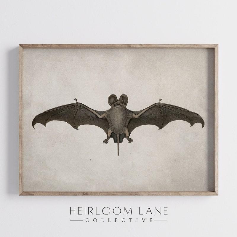Vintage Bat Print - Etsy