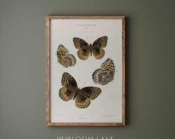 Vintage Butterfly Poster Drawing Sketch Print | Printable Digital Download | Moth Art Drawing | Graphite Etching | Butterflies Artwork 8235